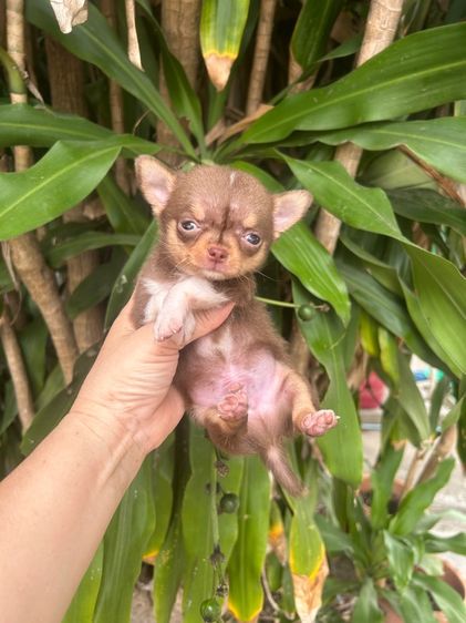 ชิวาวา (Chihuahua) เล็ก ลูกชิวาวาขนสั้น