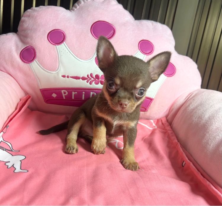 ลูกชิวาวาขนสั้น รูปที่ 4