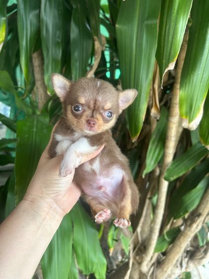 ลูกชิวาวาขนสั้น รูปที่ 2