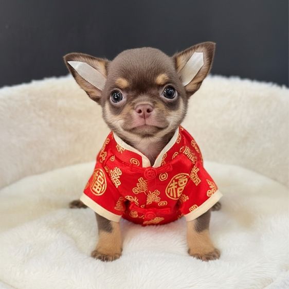 ลูกชิวาวาขนสั้น รูปที่ 8