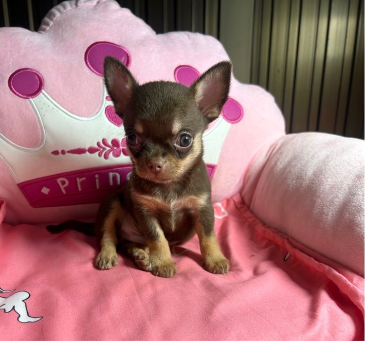 ลูกชิวาวาขนสั้น รูปที่ 5