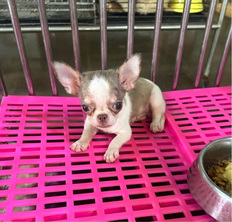 ลูกชิวาวาขนสั้น รูปที่ 10