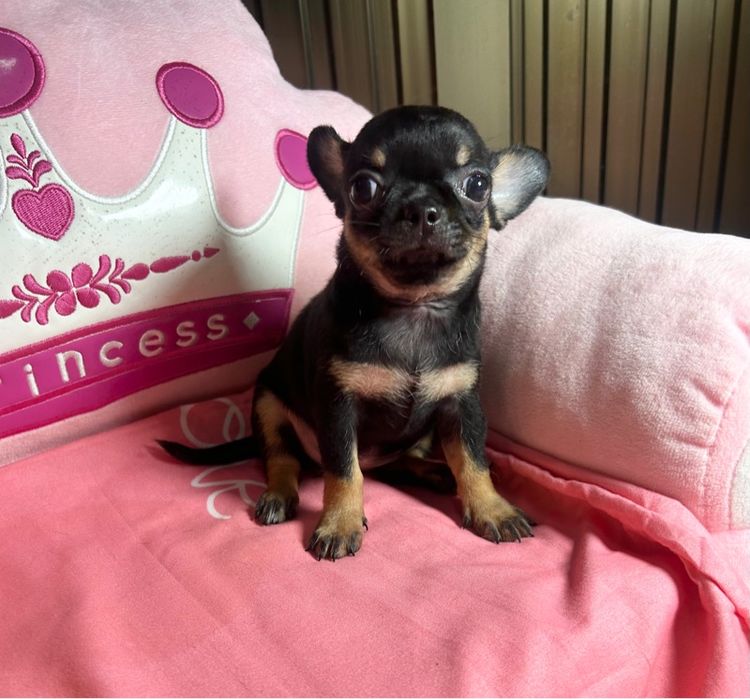 ลูกชิวาวาขนสั้น รูปที่ 6