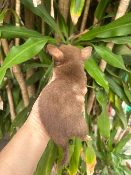 ลูกชิวาวาขนสั้น รูปที่ 3
