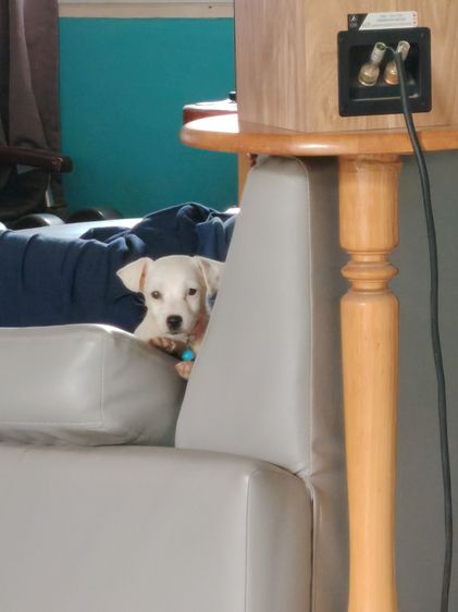 ลูกสุนัขแจ็ค รัสเซล เด็กหญิง 2 เดือน รูปที่ 4