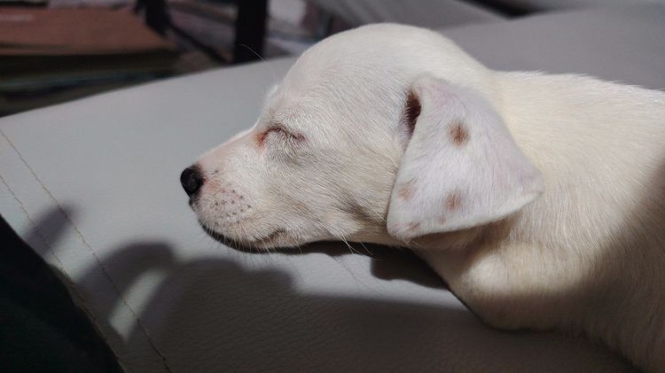 ลูกสุนัขแจ็ค รัสเซล เด็กหญิง 2 เดือน รูปที่ 3