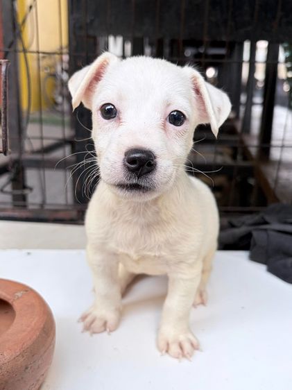 ลูกสุนัขแจ็ค รัสเซล เด็กหญิง 2 เดือน รูปที่ 2