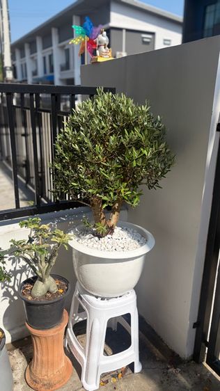 ต้นมะกอกโอลีฟ รูปที่ 2