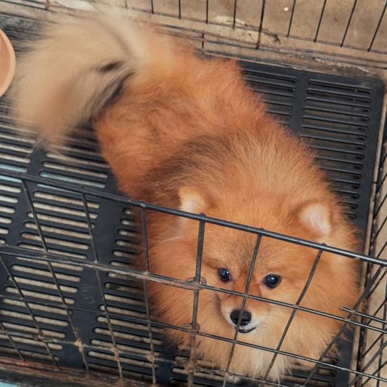 พ่อพันธุ์ปอม 2 ขวบ รูปที่ 2