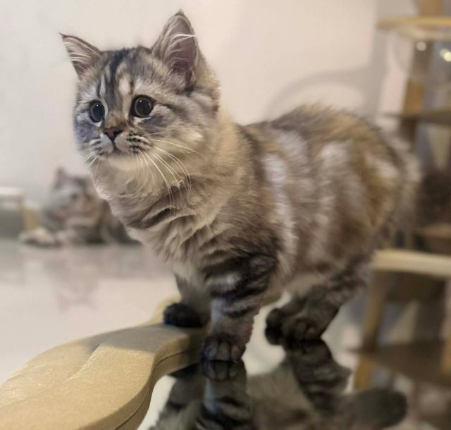 สก็อตติช โฟลด์ (Scottish Fold) สก็อตติชเเท้