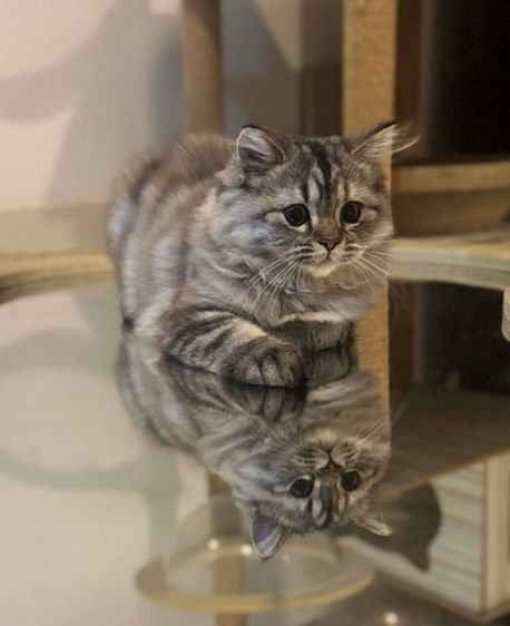 สก็อตติชเเท้ รูปที่ 2