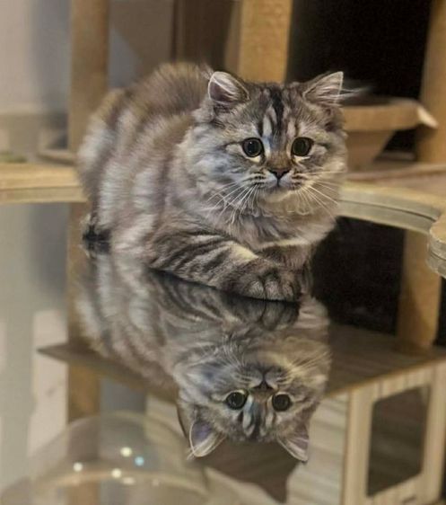 สก็อตติชเเท้ รูปที่ 3