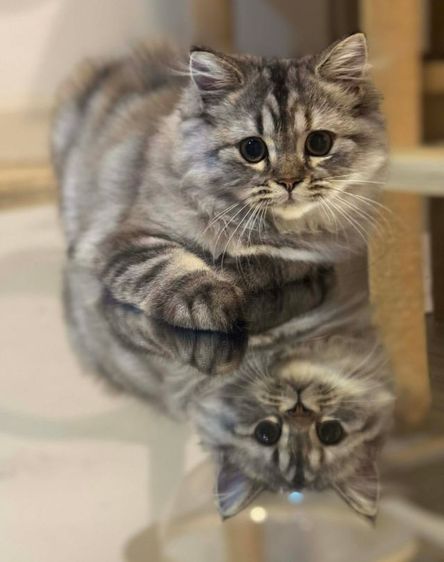 สก็อตติชเเท้ รูปที่ 4