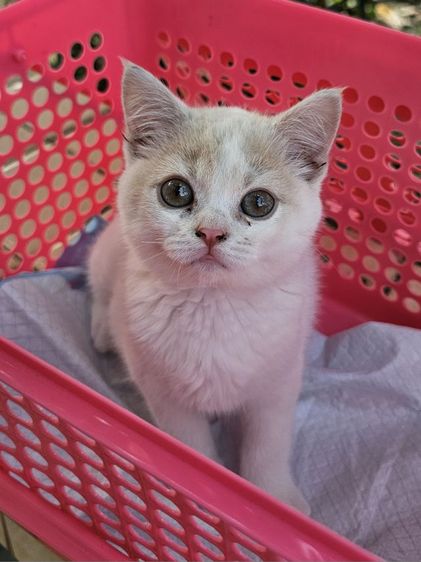 สก็อตติชแท้พ่อแม่มีใบscfc รูปที่ 4