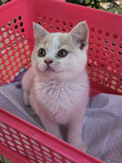 สก็อตติชแท้พ่อแม่มีใบscfc รูปที่ 7