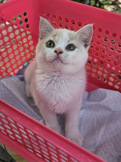 สก็อตติชแท้พ่อแม่มีใบscfc รูปที่ 3