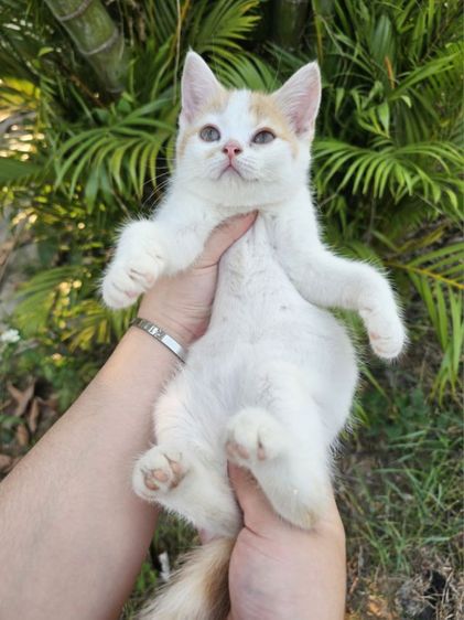 สก็อตติชแท้พ่อแม่มีใบscfc รูปที่ 5