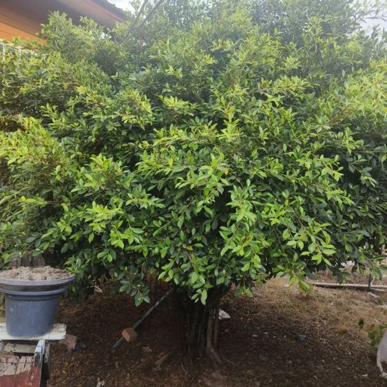 ไทรเกาหลีพร้อมตัดแต่งรูปทรงเองครับ