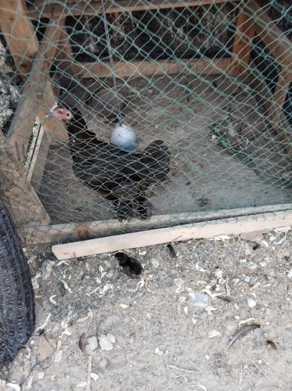 ไก่ชนพม่า รูปที่ 2