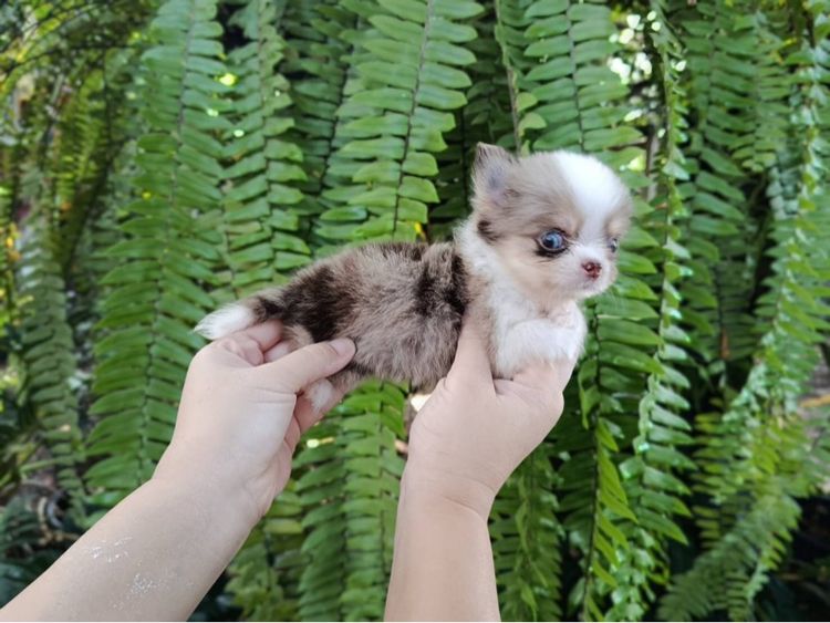 ชิวาว่าทีคัพ รูปที่ 3