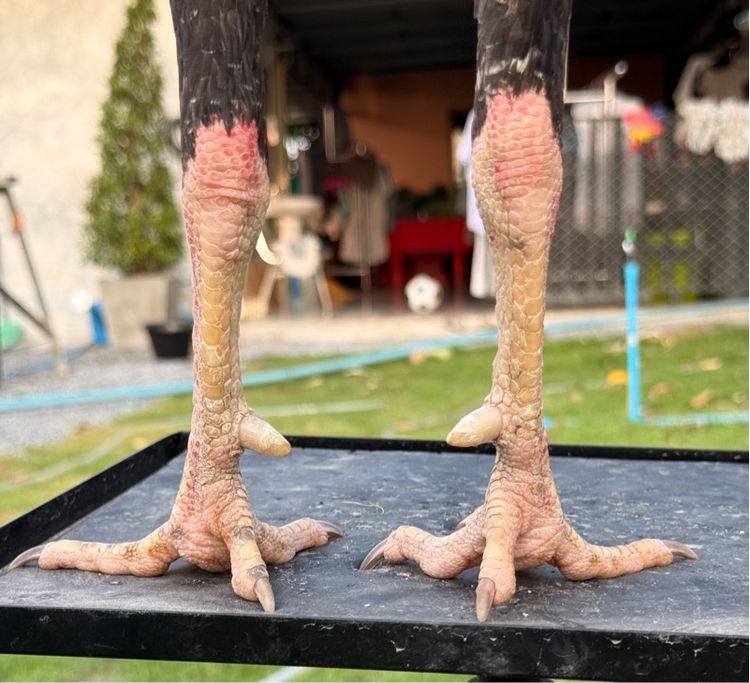 ไก่ชน รูปที่ 4