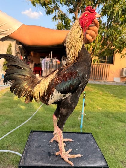 ไก่ชน รูปที่ 9