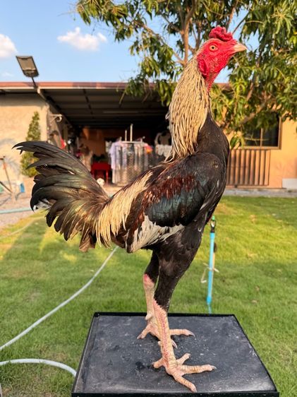 ไก่ชน รูปที่ 8