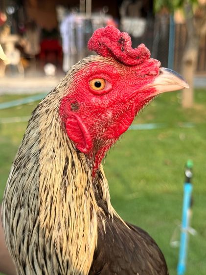 ไก่ชน รูปที่ 5