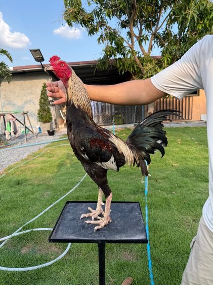 ไก่ชน รูปที่ 11