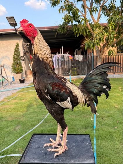 ไก่ชน รูปที่ 2