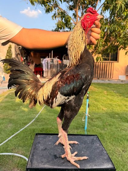 ไก่ชน รูปที่ 10