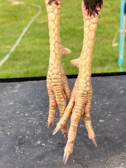 ไก่ชน รูปที่ 3