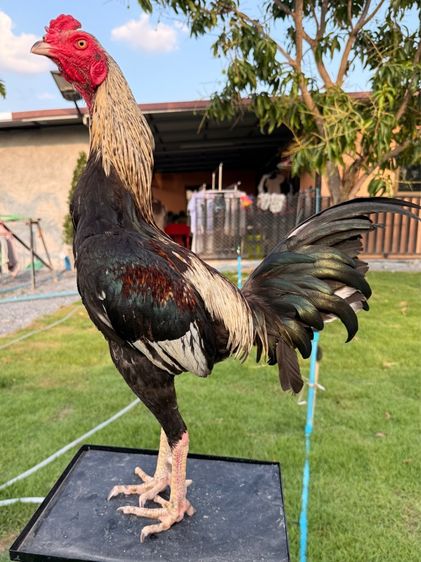 ไก่ชน รูปที่ 7