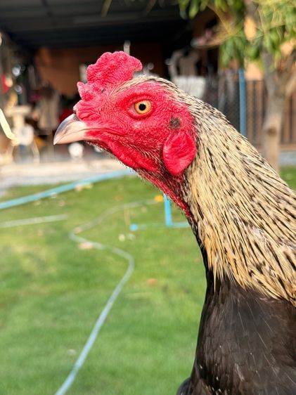 ไก่ชน รูปที่ 6