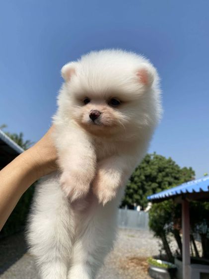 ปอมขาวโอโม่ รูปที่ 2