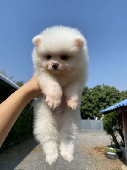 ปอมขาวโอโม่ รูปที่ 3