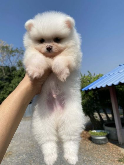ปอมขาวโอโม่ รูปที่ 5