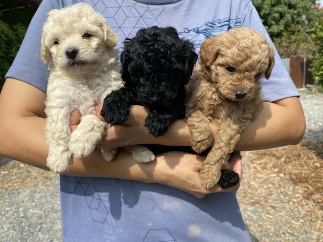 พุดเดิ้ล ชายล้วน รูปที่ 5