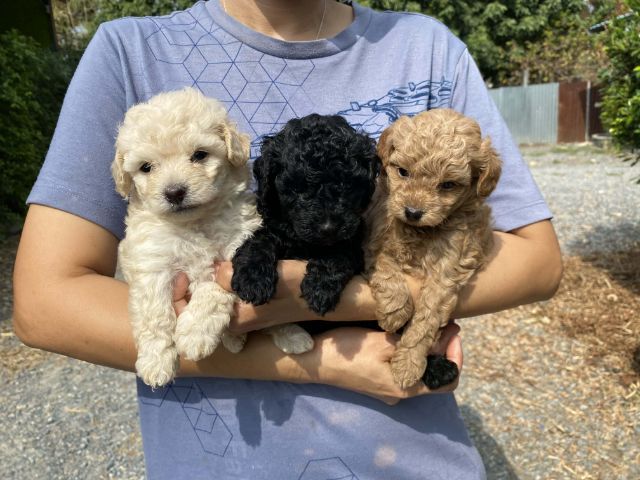 พุดเดิ้ล ชายล้วน รูปที่ 7