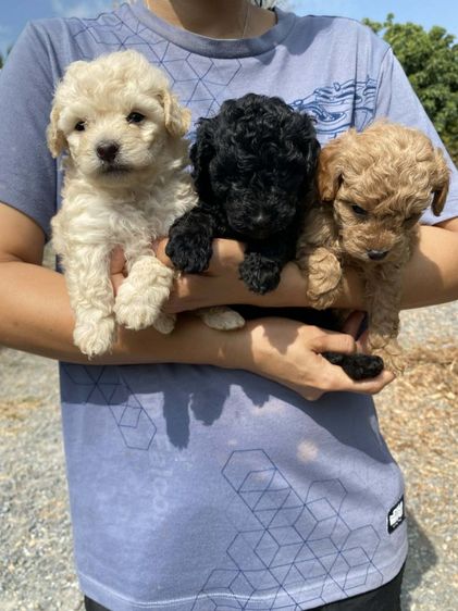 พุดเดิ้ล ชายล้วน รูปที่ 3