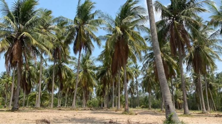 ใช่ ให้เช่าที่ดิน7 ไร่ ชลบุรี รูปที่ 2