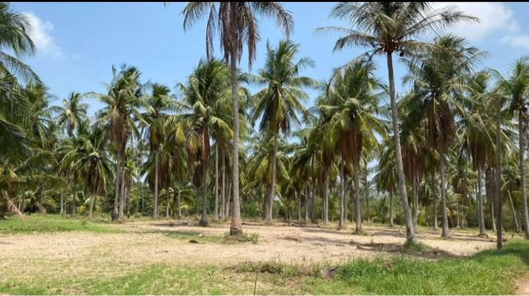 ให้เช่าที่ดิน7 ไร่ ชลบุรี