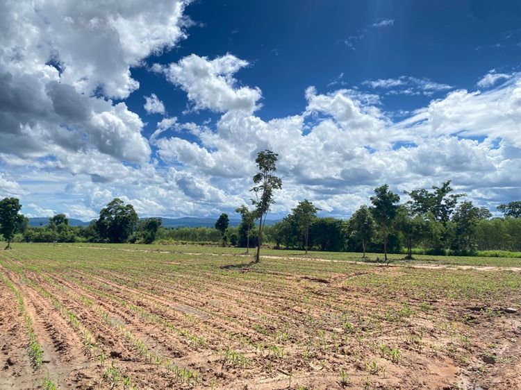 ไม่ใช่ ที่ดินวังน้ำเขียว โฉนดครุฑแดง รูปที่ 4