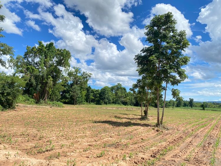 ไม่ใช่ ที่ดินวังน้ำเขียว โฉนดครุฑแดง รูปที่ 3