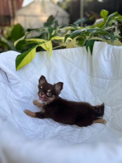 ลูกสุนัขชิวาวา รูปที่ 2