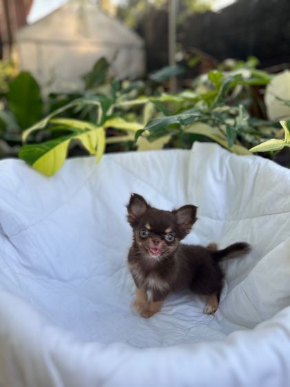 ชิวาวา (Chihuahua) เล็ก ลูกสุนัขชิวาวา