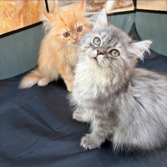 เปอร์เซีย (Persian) แมวเปอร์เซีย