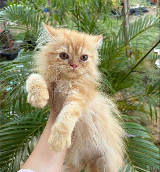 แมวเปอร์เซีย รูปที่ 2