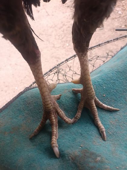 เยียร์ม้าล่อ น.น2.4-2.5 รูปที่ 2