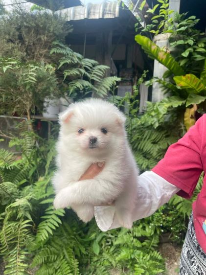 ปอมเพศเมีย รูปที่ 4